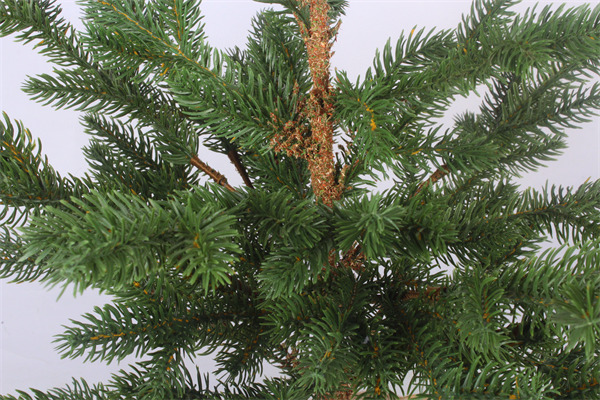 Zedern für ein weihnachtliches grünes Finish