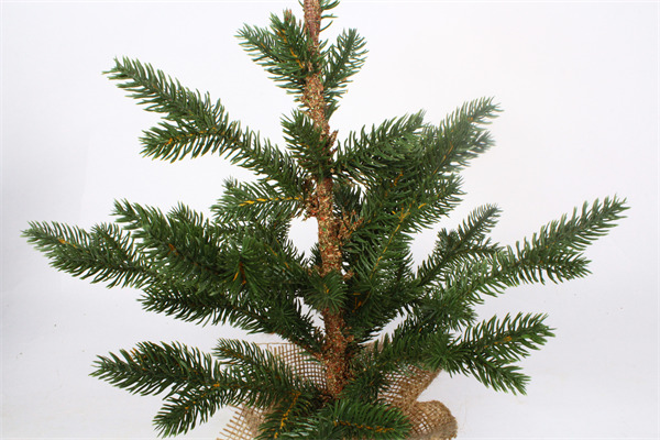 Cedar Trees for Christmas.jpg